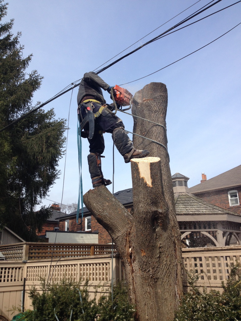 TopRated Richmond Hill Tree Service Near You Professional Quality