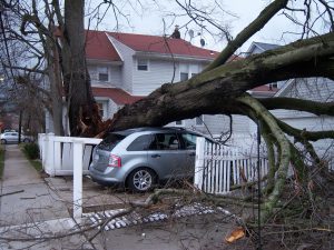storm damage tree care sequoia treescape york region