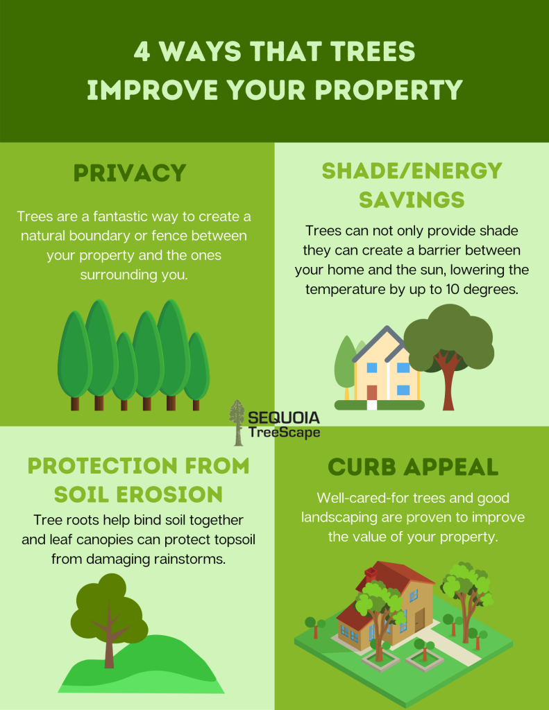 4 Ways That Trees Improve Your Property tree experts near you sequoia treescape