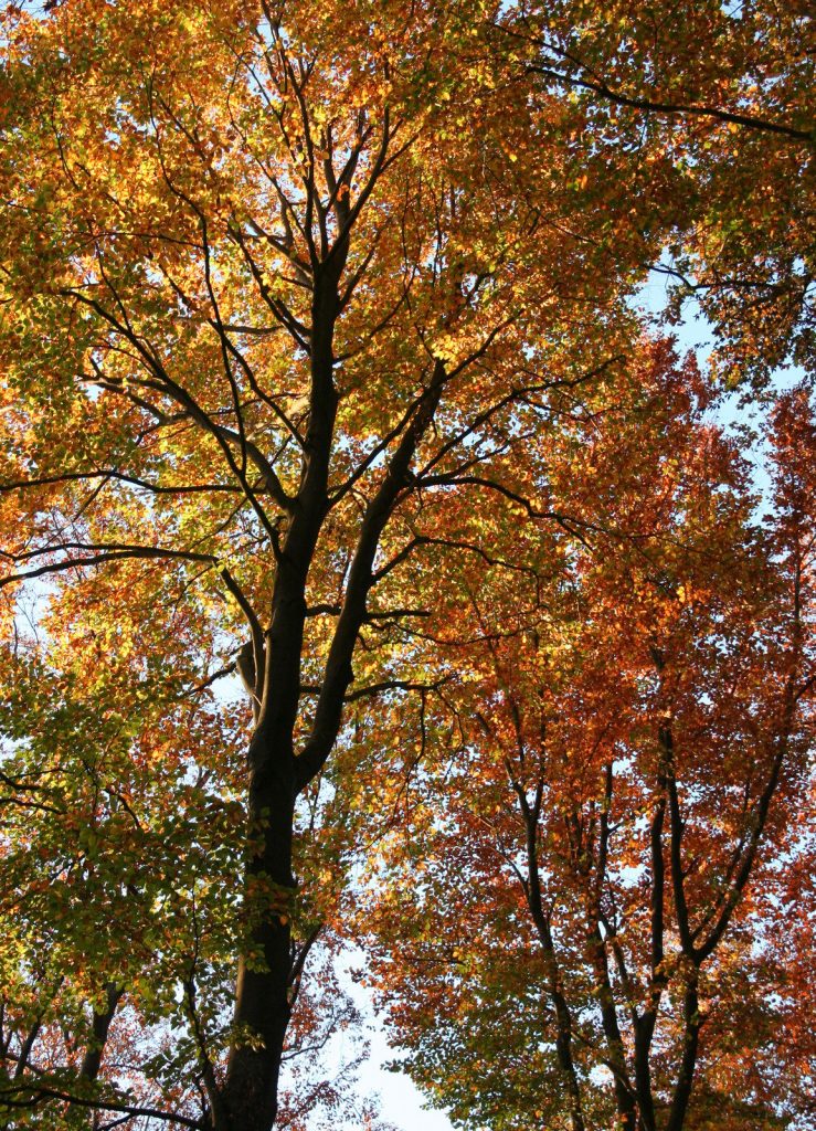 Sequoia TreeScape Tree Service photo 6