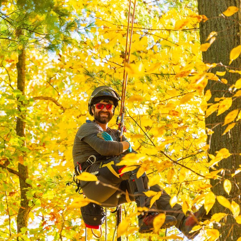 Sequoia TreeScape Tree Service photo 4