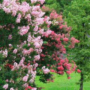 best trees to plant near a house crape myrtle