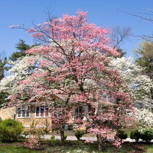 best trees to plant near a house dogwood