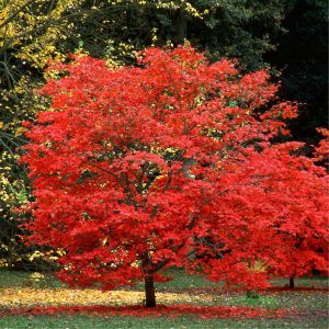 best trees to plant near a house japanese maple