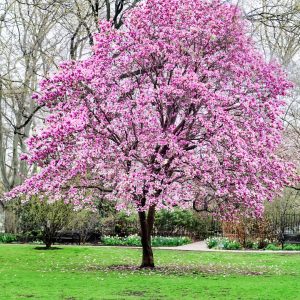 best trees to plant near a house magnolia