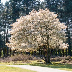 best trees to plant near a house serviceberry