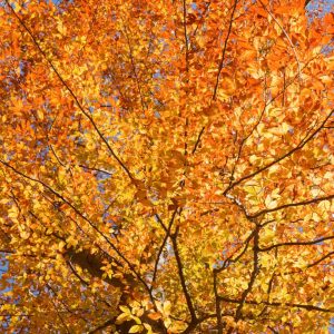 best fall trees to plant in ontario american beech