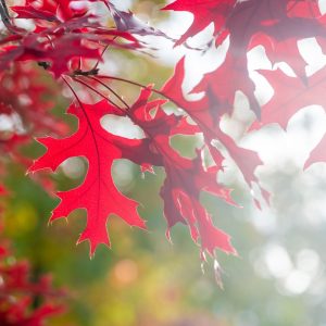 best fall trees to plant in ontario japanese maple (1)