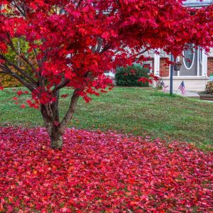 best fall trees to plant in ontario japanese maple