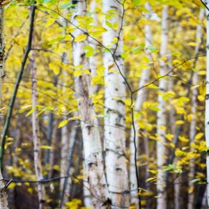 best fall trees to plant in ontario paper birch