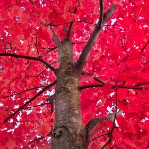 best fall trees to plant in ontario red maple