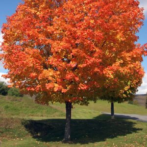 best fall trees to plant in ontario sugar maple