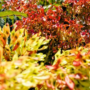 best fall trees to plant in ontario white ash