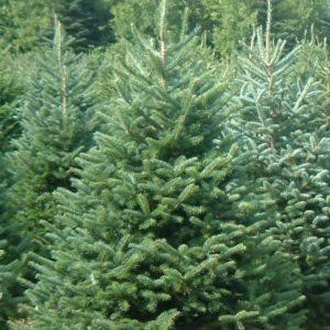 balsam fir tree best christmas trees ontario