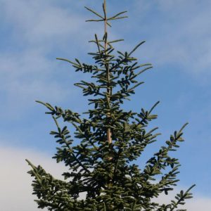 douglas fir tree best christmas trees ontario