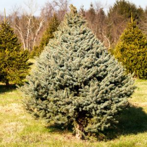 fraser fir tree best christmas trees ontario