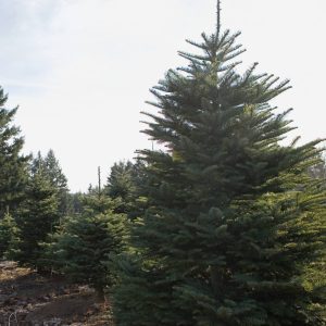 noble fir tree best christmas trees ontario