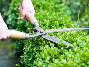 proper hedge pruning trimming tips near you