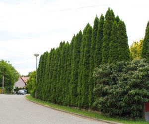 sequoia hedge pruning near you best hedges to plant for privacy