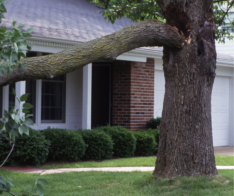 dangerous tree removal urgent tree removal emergency tree removal