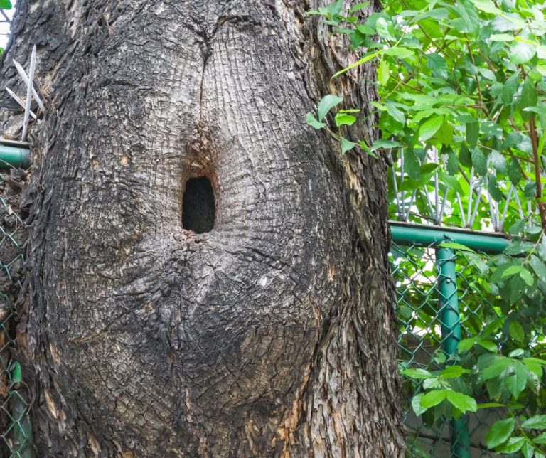 sequoia are what causes holes in tree trunks holes in trees dangerous